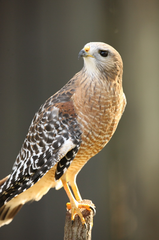 accipitriformes-accipitridae-buteo-lineatus-red-shouldered-hawk-1v5z6431