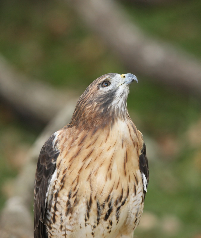 accipitriformes-accipitridae-buteo-lineatus-red-shouldered-hawk-1v5z6459
