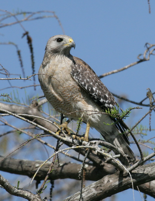 accipitriformes-accipitridae-buteo-lineatus-red-shouldered-hawk-xt4b2582