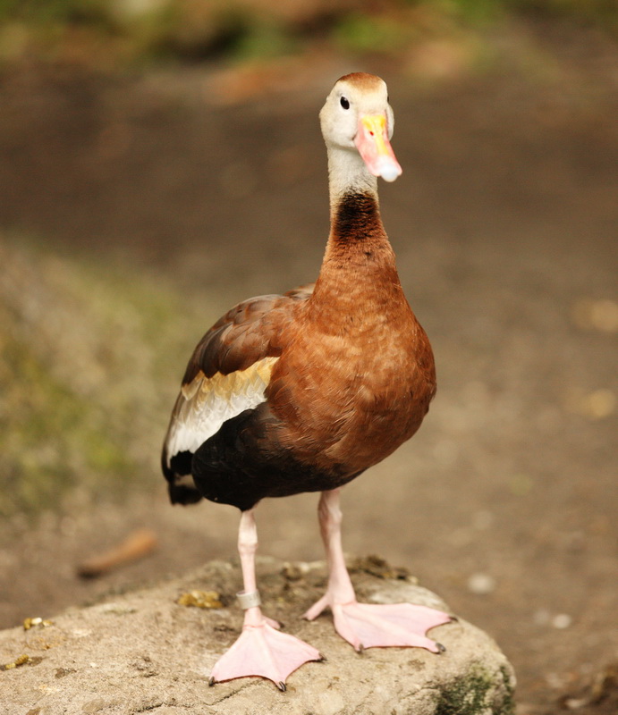 anseriformes-anatidae-dendrocygna-autumnalis-black-bellied-whistling-duck-1v5z7637