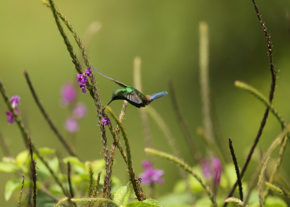 apodiformes-trochilidae-amazilia-cyanura-blue-tailed-hummingbird-b01q6050