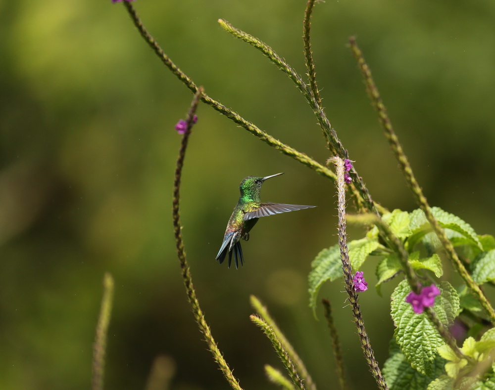 apodiformes-trochilidae-amazilia-cyanura-blue-tailed-hummingbird-b01q6325