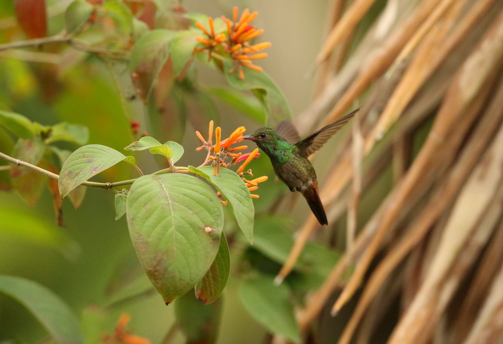 apodiformes-trochilidae-amazilia-tzacatl-rufous-tailed-hummingbird-b01q2060