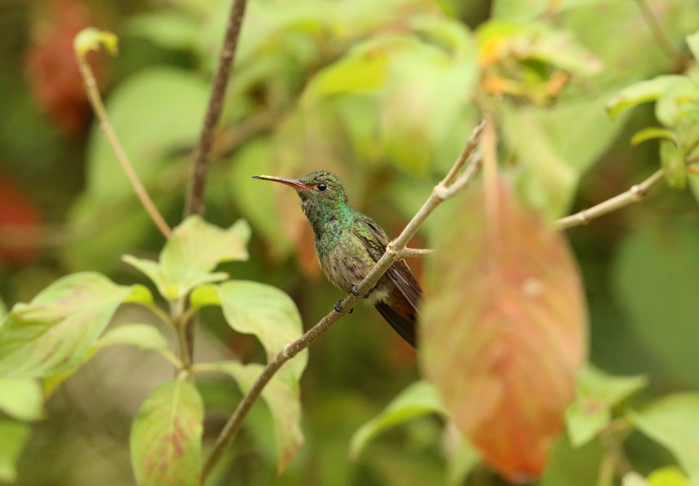 apodiformes-trochilidae-amazilia-tzacatl-rufous-tailed-hummingbird-b01q2099
