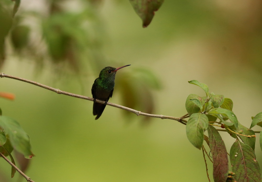 apodiformes-trochilidae-amazilia-tzacatl-rufous-tailed-hummingbird-b01q2828