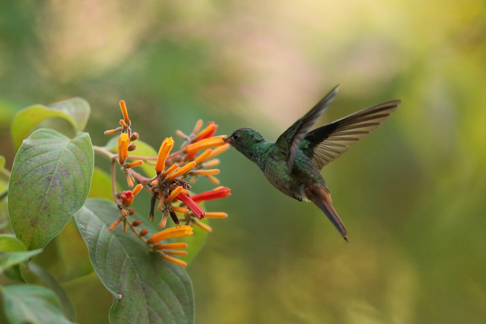 apodiformes-trochilidae-amazilia-tzacatl-rufous-tailed-hummingbird-b01q4164