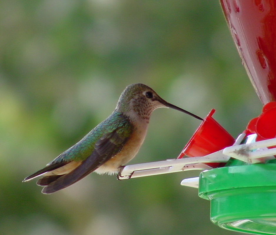 apodiformes-trochilidae-archilochus-colubris-ruby-throated-hummingbird-dsc01971