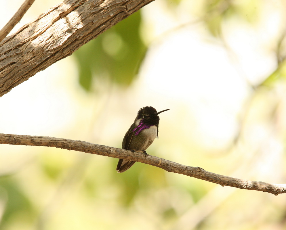 apodiformes-trochilidae-calypte-anna-annas-hummingbird-1v5z2800