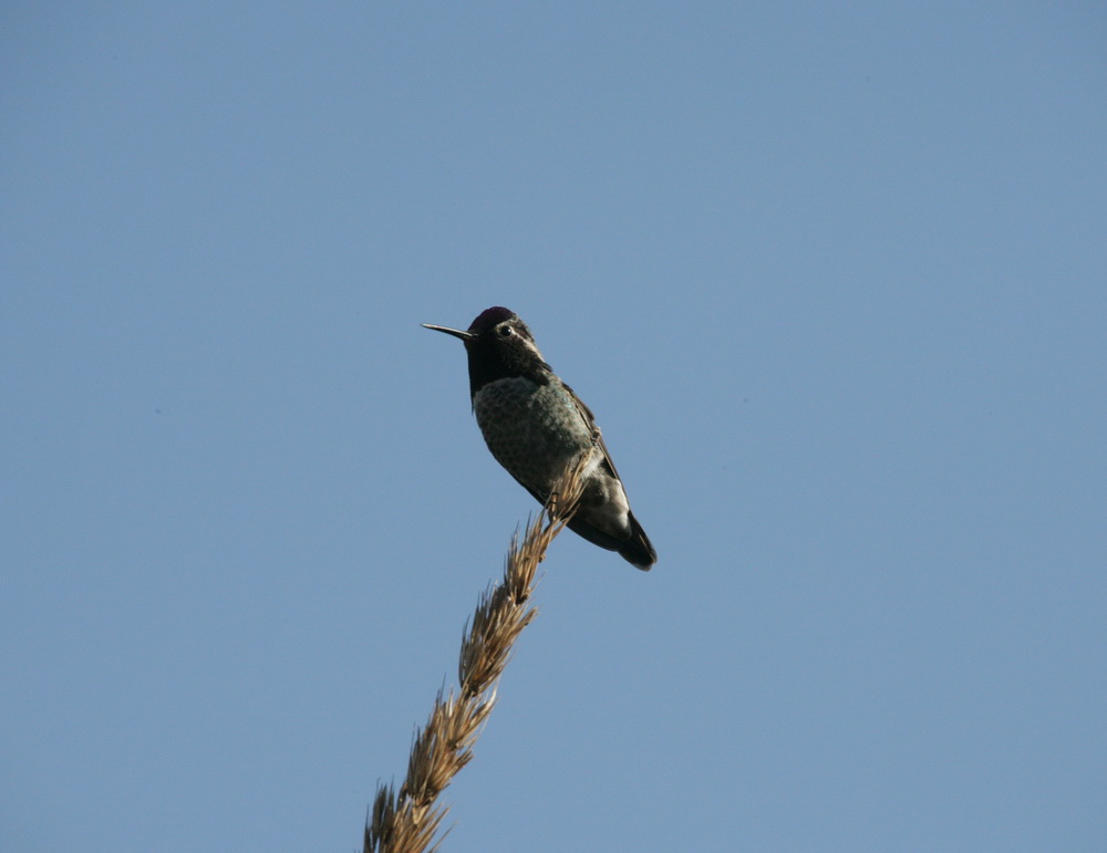 apodiformes-trochilidae-calypte-anna-annas-hummingbird-xt4b6022
