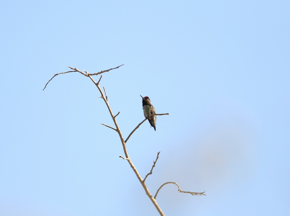 apodiformes-trochilidae-calypte-costae-costas-hummingbird-b01q5121