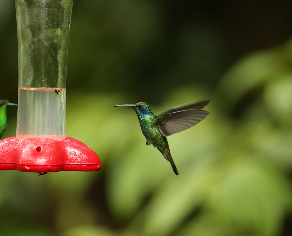apodiformes-trochilidae-colibri-thalassinus-green-violet-ear-hummingbird-b01qaaaa