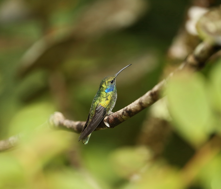 apodiformes-trochilidae-colibri-thalassinus-green-violet-ear-hummingbird-b01qaaae