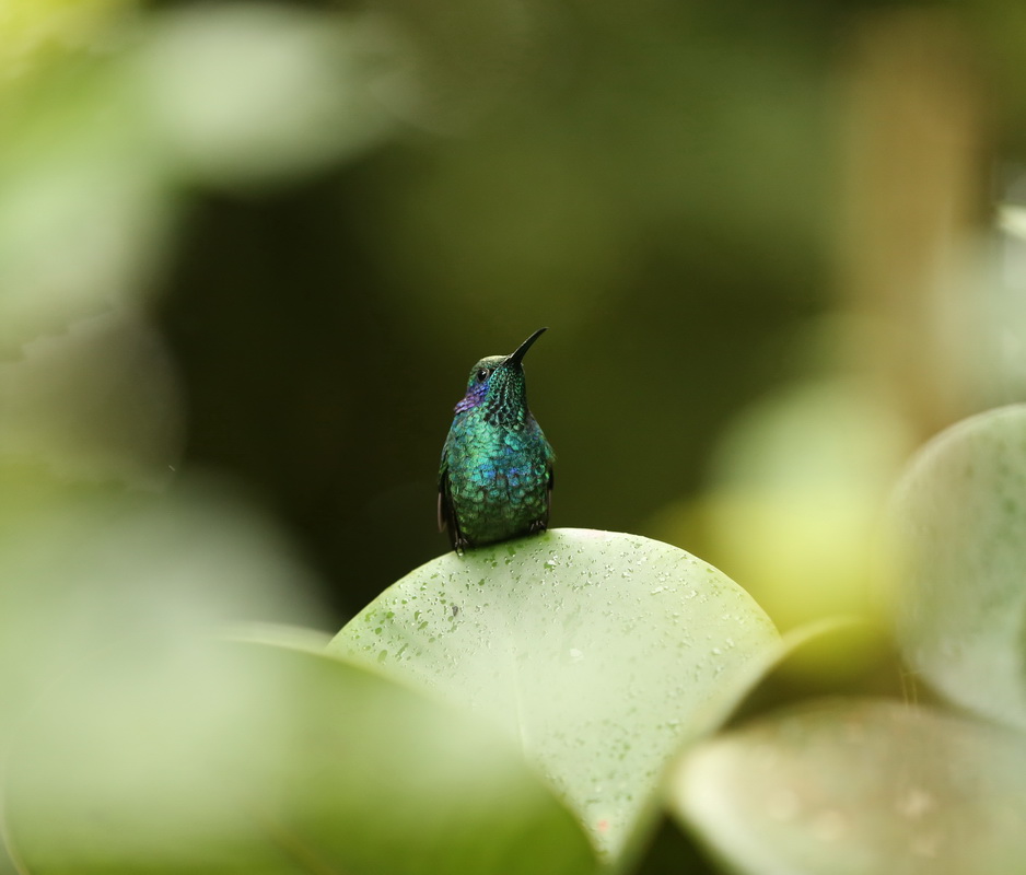 apodiformes-trochilidae-colibri-thalassinus-green-violet-ear-hummingbird-b01qaaaf