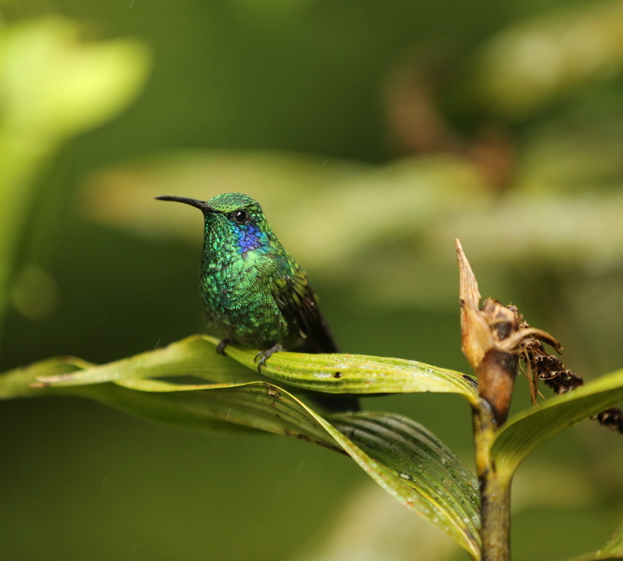 apodiformes-trochilidae-colibri-thalassinus-green-violet-ear-hummingbird-b01qaaag