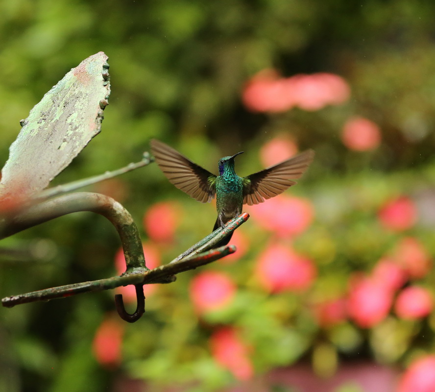 apodiformes-trochilidae-colibri-thalassinus-green-violet-ear-hummingbird-b01qaaah