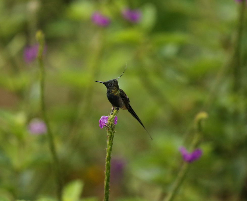 apodiformes-trochilidae-discosura-popelairii-wire-crested-hummingbird-b01q1741