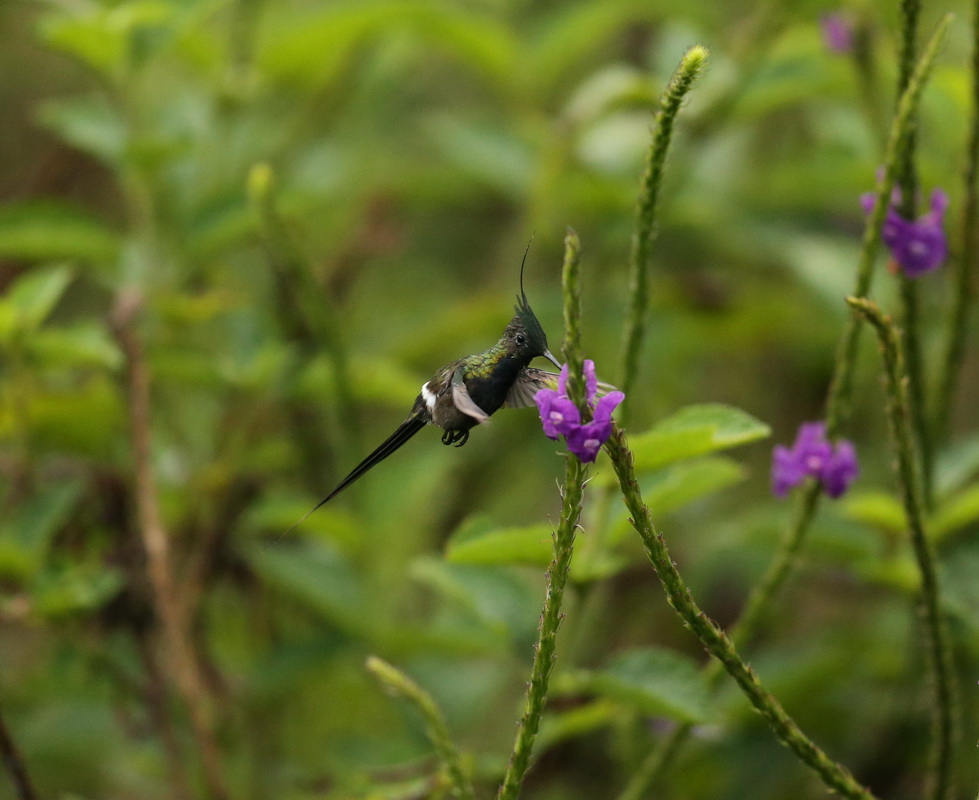 apodiformes-trochilidae-discosura-popelairii-wire-crested-hummingbird-b01q1756