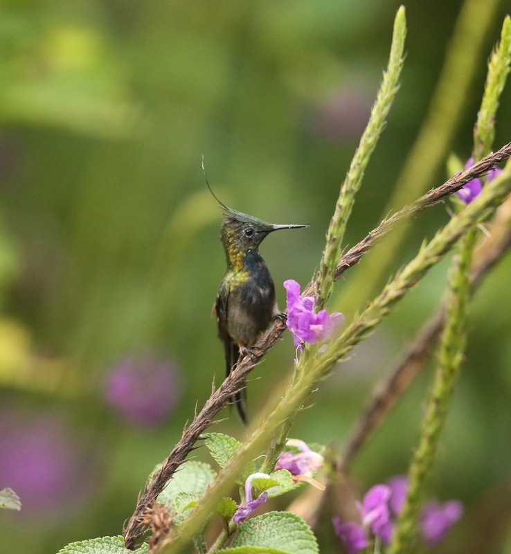 apodiformes-trochilidae-discosura-popelairii-wire-crested-hummingbird-b01q1768