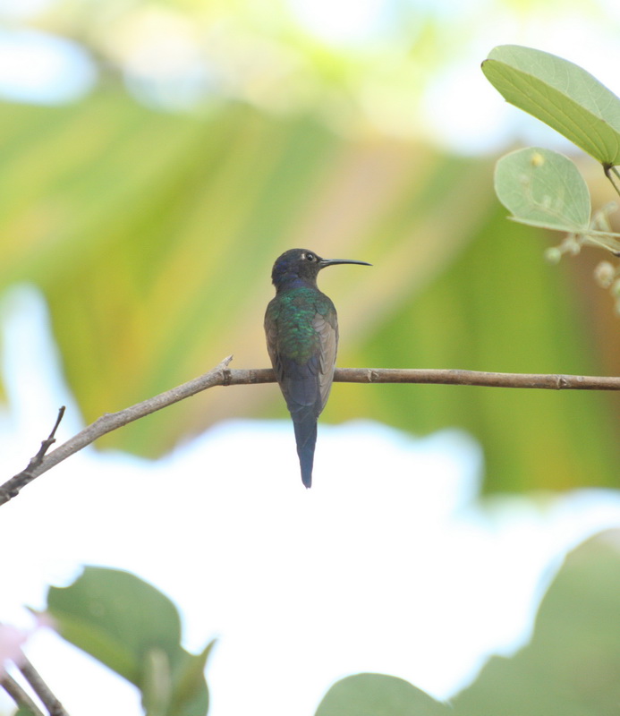 apodiformes-trochilidae-eupetomena-macroura-swallow-tailed-hummingbird-1v5z1311