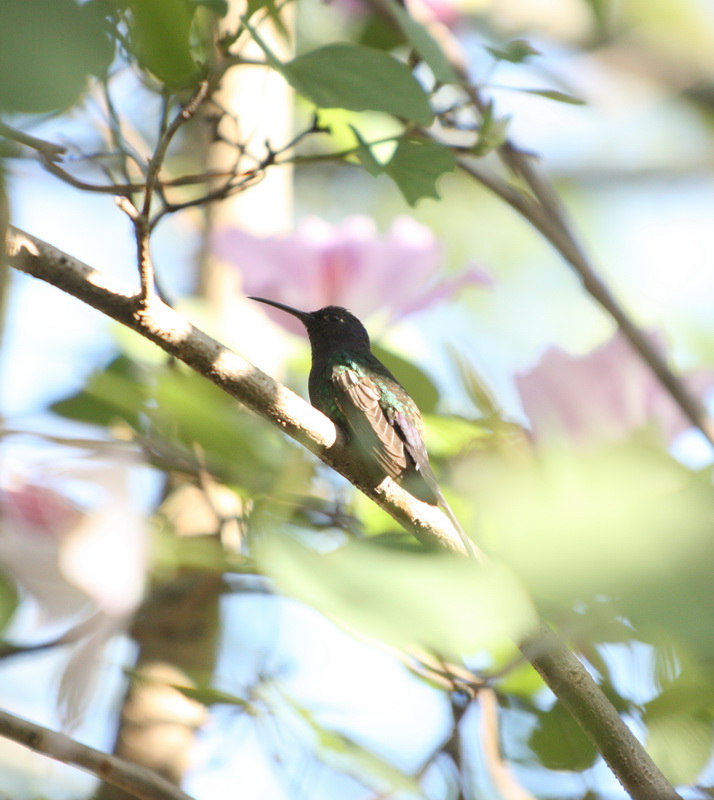 apodiformes-trochilidae-eupetomena-macroura-swallow-tailed-hummingbird-1v5z1312