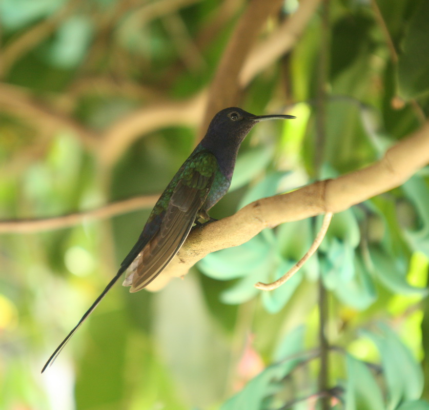 apodiformes-trochilidae-eupetomena-macroura-swallow-tailed-hummingbird-1v5z2416
