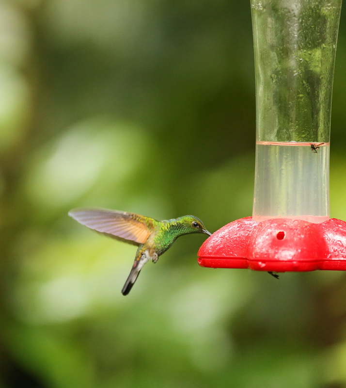 apodiformes-trochilidae-eupherusa-eximia-stripe-tailed-hummingbird-b01q3580