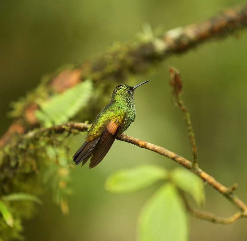 apodiformes-trochilidae-eupherusa-eximia-stripe-tailed-hummingbird-b01q4834