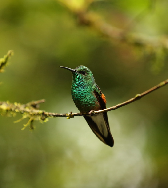 apodiformes-trochilidae-eupherusa-eximia-stripe-tailed-hummingbird-b01q5900