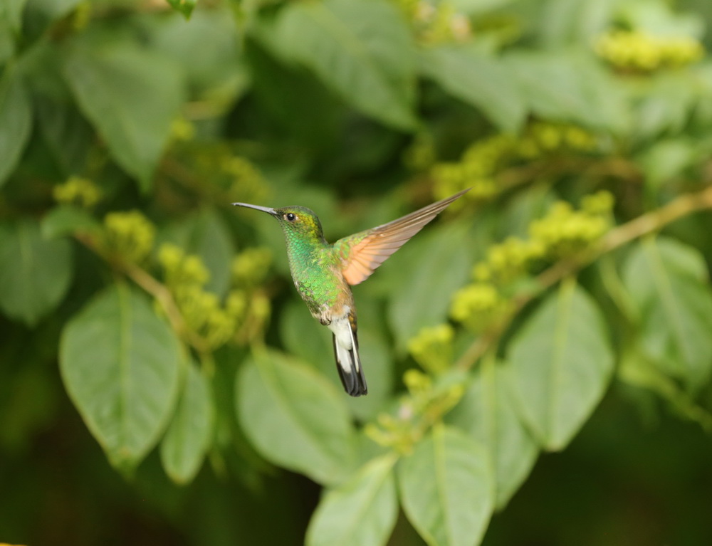 apodiformes-trochilidae-eupherusa-eximia-stripe-tailed-hummingbird-b01q6801