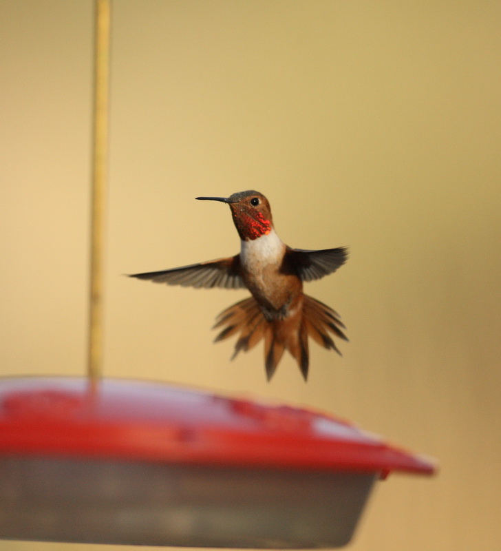 apodiformes-trochilidae-selasphorus-rufus-rufous-hummingbird-1v5z3206