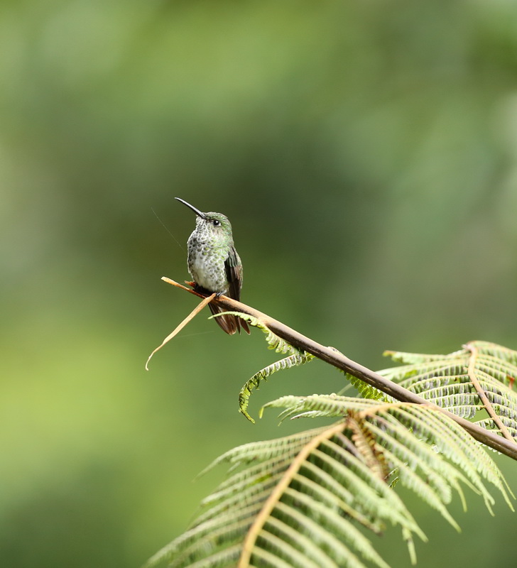 apodiformes-trochilidae-taphrospilus-hypostictus-many-spotted-hummingbird-b01q1662