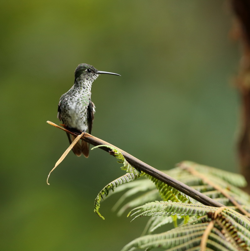apodiformes-trochilidae-taphrospilus-hypostictus-many-spotted-hummingbird-b01q1670