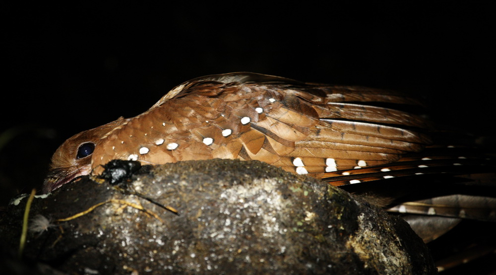 caprimulgiformes-steatornithidae-steatornis-caripensis-oil-bird-1v5z0940