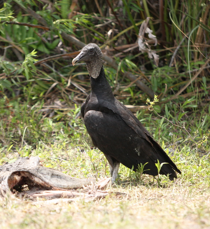 cathartiformes-cathartidae-coragyps-atratus-black-vulture-1v5z9902