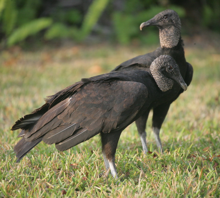 cathartiformes-cathartidae-coragyps-atratus-black-vulture-xt4b2008