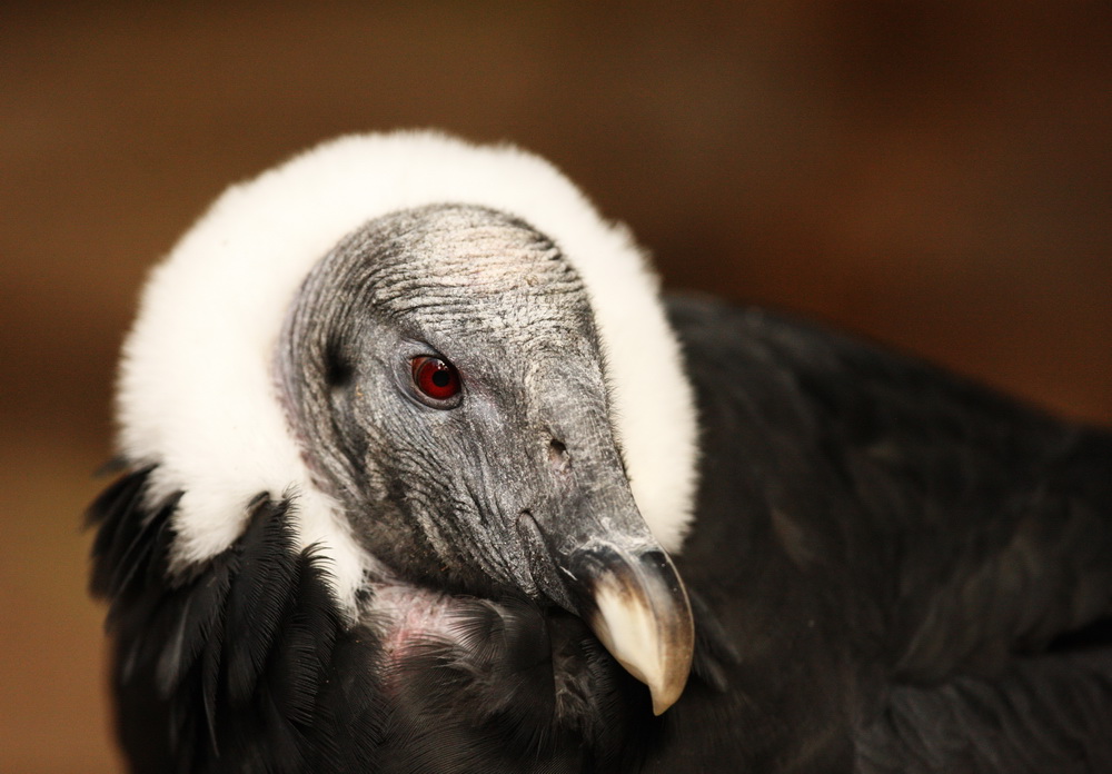 cathartiformes-cathartidae-vultur-gryphus-andean-condor-1v5z0992