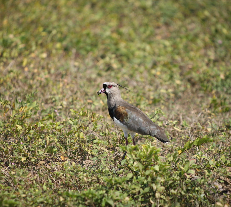charadriiformes-charadriidae-vanellus-chilensis-southern-lapwing-1v5z5195