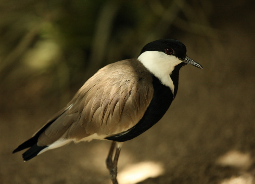charadriiformes-charadriidae-vanellus-spinosus-spur-winged-lapwing-1v5z0466