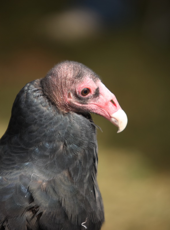 ciconiiformes-cathartidae-cathartes-aura-turkey-vulture-1v5z0166