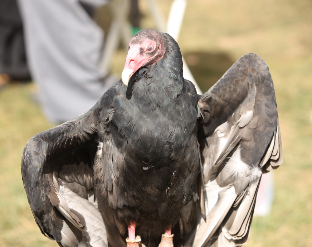 ciconiiformes-cathartidae-cathartes-aura-turkey-vulture-1v5z0170