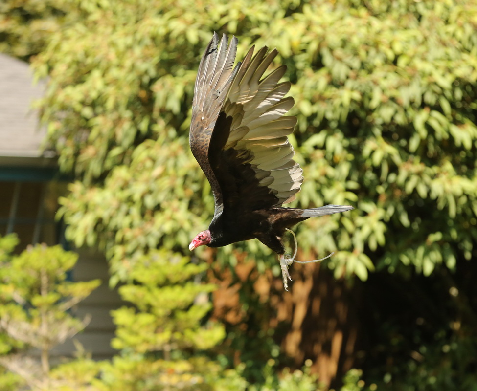 ciconiiformes-cathartidae-cathartes-aura-turkey-vulture-b01q3067
