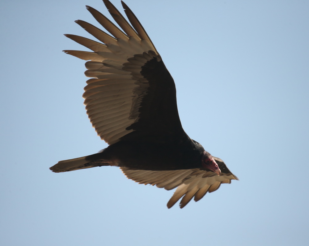 ciconiiformes-cathartidae-cathartes-aura-turkey-vulture-b01q5677