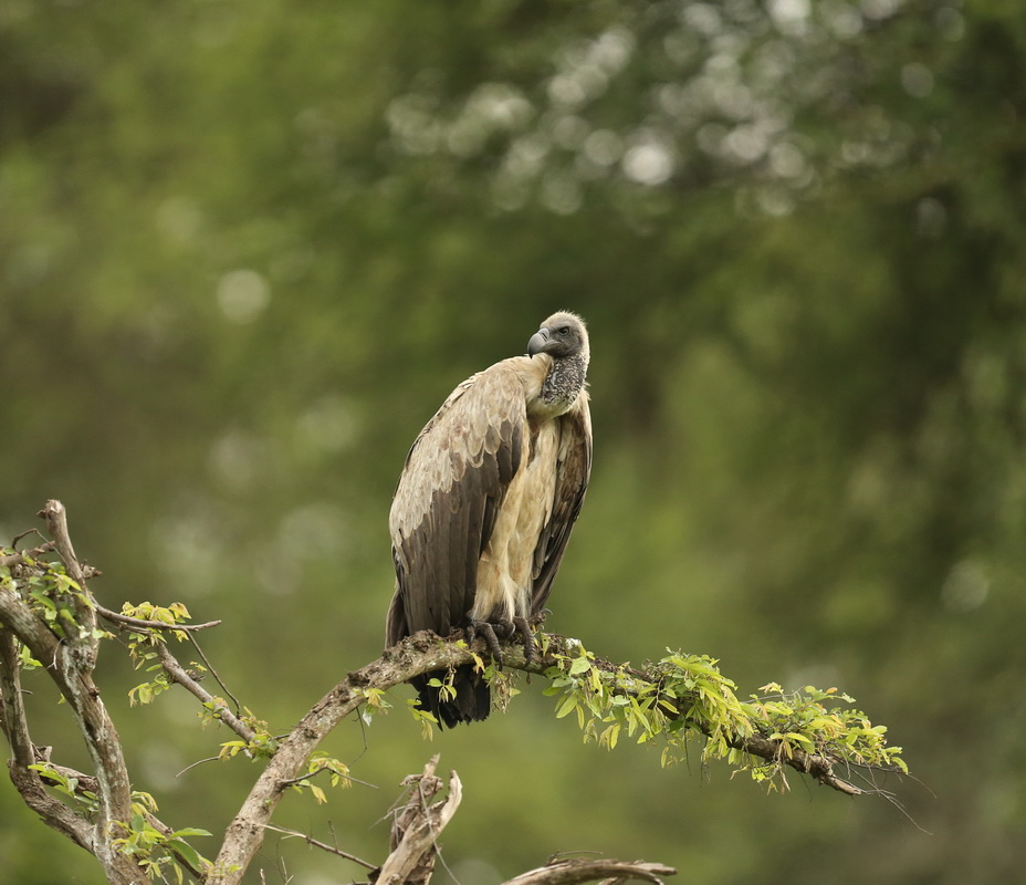 ciconiiformes-cathartidae-gyps-africanus-african-white-backed-vulture-b01q0901