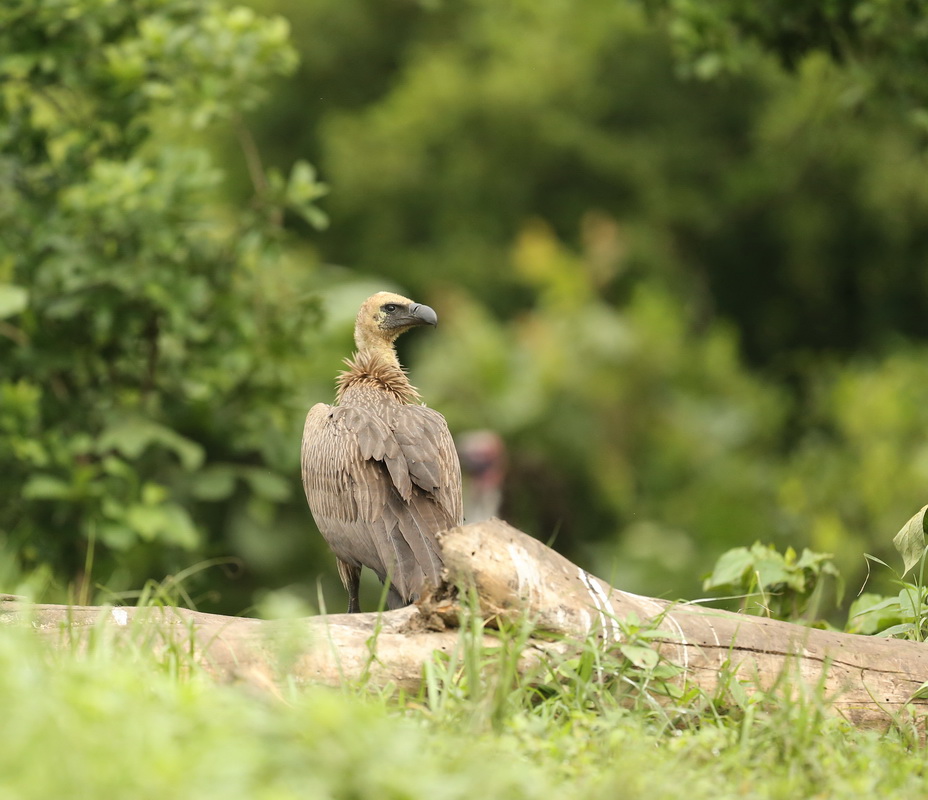ciconiiformes-cathartidae-gyps-africanus-african-white-backed-vulture-b01q0908