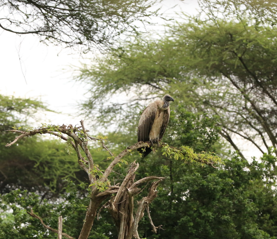ciconiiformes-cathartidae-gyps-africanus-african-white-backed-vulture-img_1585