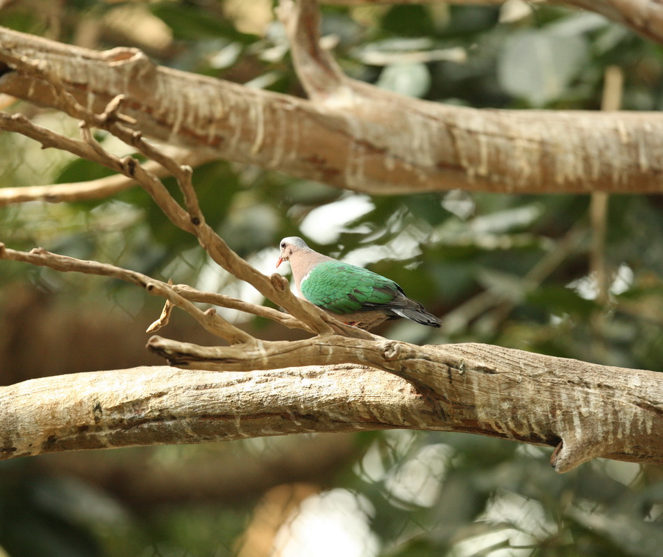 columbiformes-columbidae-chalcophaps-indica-emerald-dove-1v5z2434