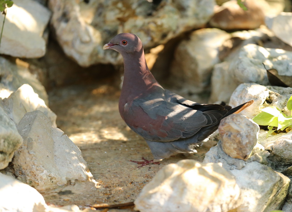 columbiformes-columbidae-columba-flavirostris-red-billed-pigeon-b01q4128