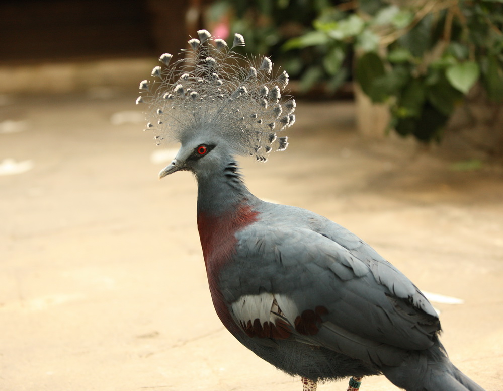 columbiformes-columbidae-goura-victoria-victoria-crowned-pigeon-1v5z4031