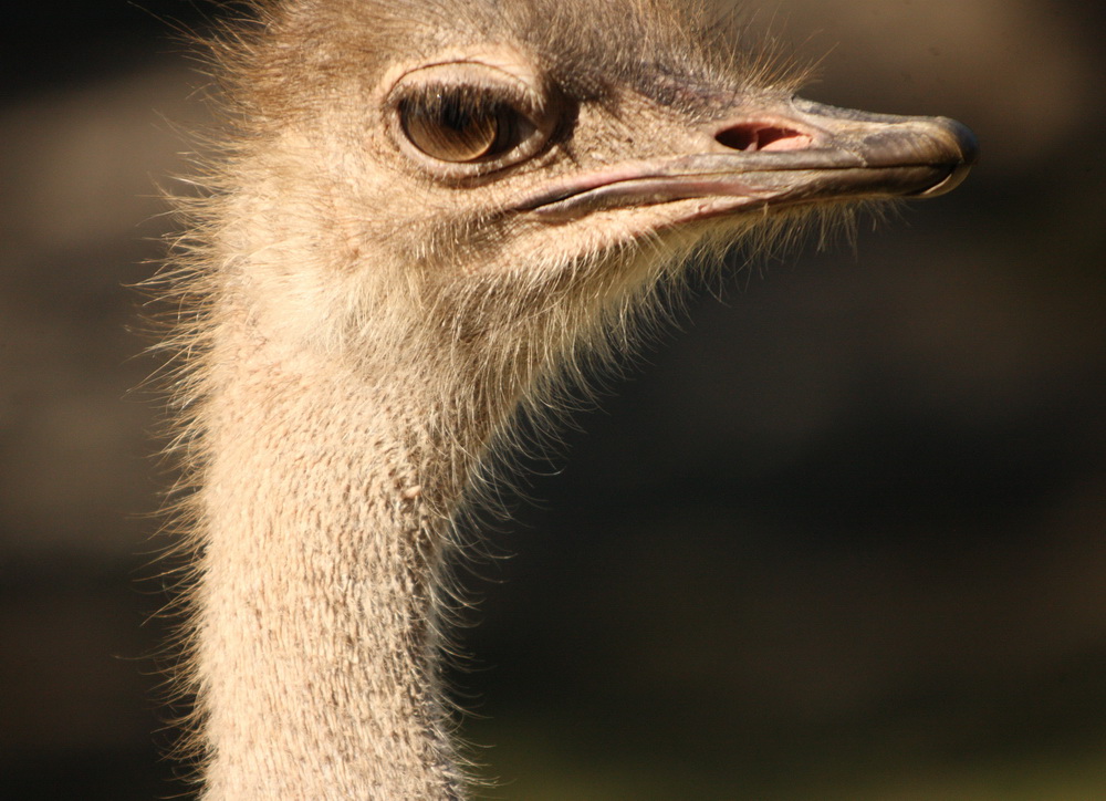 Common Ostrich 1V5Z5615