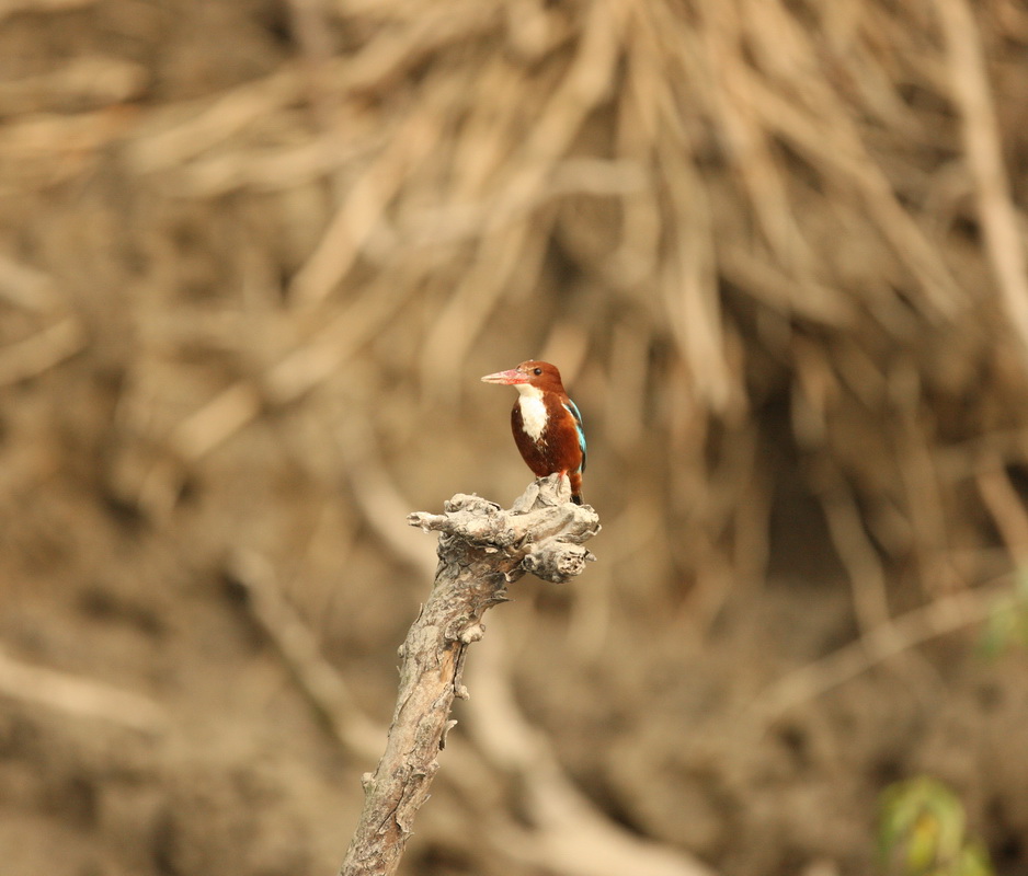 coraciiformes-halcyonidae-halcyon-smyrnensis-white-throated-kingfisher-1v5z2002